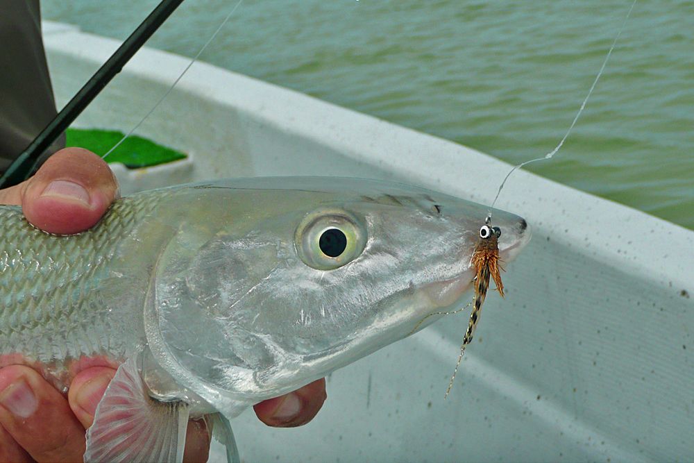 bonefish1.jpg