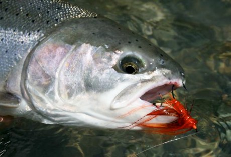 Flies & Soft/Hard Beads - Salmon & Steelhead - Salmon & Steelhead